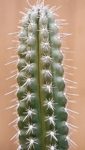 Stenocereus_stellatus_1